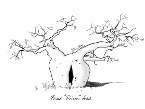boab-prison-tree-mr