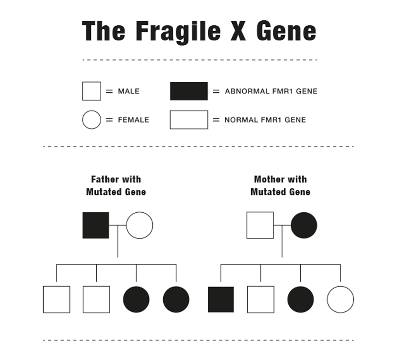 The Fragile X gene abnormality is transferred from a symptom-free parent to some children.