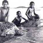Turtle-farming on Badu Island, Torres Strait early 1970s. Photo -Ben Hills